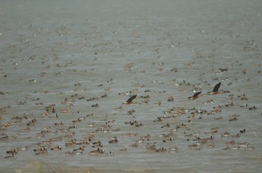 Beyaz yüzlü ördek sürüsü, dolgun ıslık çalan ördekler, kuzey ince kuyruklu ördekler ve devasa şeyler. Oiseaux du Djoudj Ulusal Parkı. Saint-Louis 'de. Senegal.