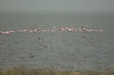 Daha büyük flamingolar Phoenicopterus gülü havada. Oiseaux du Djoudj Ulusal Parkı. Saint-Louis 'de. Senegal.