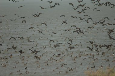 Beyaz yüzlü ördek sürüsü, dolgun ıslık çalan ördekler, devasa ve kuzey ince kuyruklu ördekler. Oiseaux du Djoudj Ulusal Parkı. Saint-Louis 'de. Senegal.