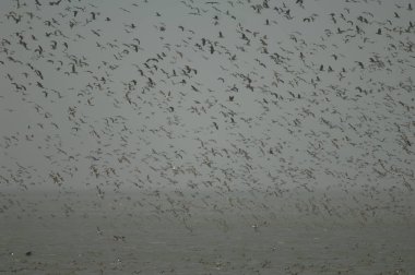 Kuzey ince kuyruklu sürüler, beyaz yüzlü ıslık çalan ördekler, dolgun ıslık çalan ördekler ve kocaman ördekler. Oiseaux du Djoudj Ulusal Parkı. Saint-Louis 'de. Senegal.