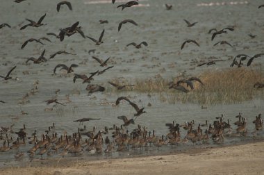 Beyaz yüzlü ıslık çalan ördekler Dendrocygna viduata. Oiseaux du Djoudj Ulusal Parkı. Saint-Louis 'de. Senegal.