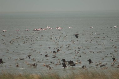 Büyük flamingolar, kuzey ince kuyruklar, dolgun ıslık çalan ördekler ve beyaz yüzlü ıslık çalan ördekler. Oiseaux du Djoudj Ulusal Parkı. Saint-Louis 'de. Senegal.