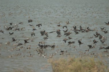 Beyaz yüzlü ördek sürüsü, dolgun ıslık çalan ördekler, devasa ve kuzey ince kuyruklu ördekler. Oiseaux du Djoudj Ulusal Parkı. Saint-Louis 'de. Senegal.
