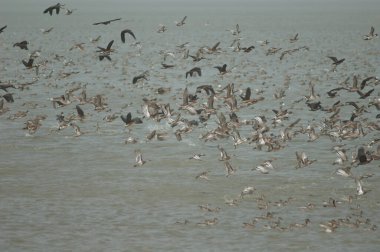 Beyaz yüzlü ıslık çalan ördek sürüsü, dolgun ıslık çalan ördekler, devasa ve kuzey ince kuyruklu ördekler uçuyor. Oiseaux du Djoudj. Saint-Louis 'de. Senegal.