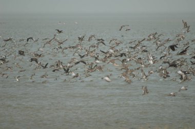 Beyaz yüzlü ıslık çalan ördek sürüsü, dolgun ıslık çalan ördekler, devasa ve kuzey ince kuyruklu ördekler uçuyor. Oiseaux du Djoudj. Saint-Louis 'de. Senegal.
