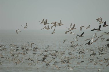 Beyaz yüzlü ördek sürüsü, devasa ve kuzey ince kuyruklu ördekler uçuyor. Oiseaux du Djoudj Ulusal Parkı. Saint-Louis 'de. Senegal.