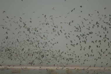 Beyaz yüzlü ördek sürüsü, dolgun ıslık çalan ördekler, devasa ve kuzey ince kuyruklu ördekler. Oiseaux du Djoudj Ulusal Parkı. Saint-Louis 'de. Senegal.