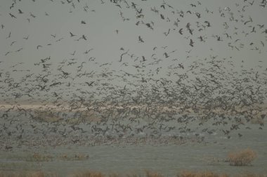 Beyaz yüzlü ördek sürüsü, dolgun ıslık çalan ördekler, devasa ve kuzey ince kuyruklu ördekler. Oiseaux du Djoudj Ulusal Parkı. Saint-Louis 'de. Senegal.