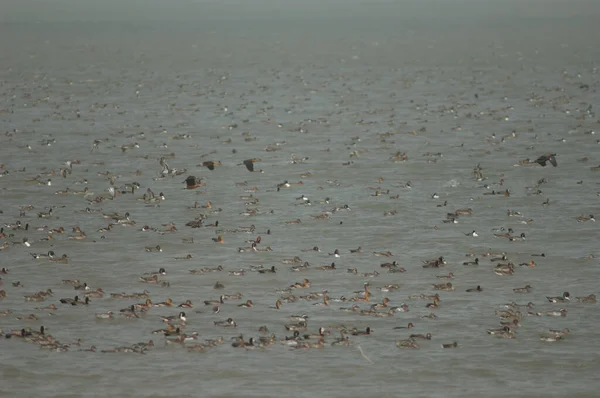 Manada Patos Silbantes Cara Blanca Patos Silbantes Pintails Del Norte — Foto de Stock