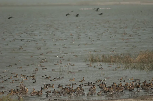 Flock of white-faced whistling ducks, fulvous whistling ducks and garganey. Oiseaux du Djoudj National Park. Saint-Louis. Senegal.