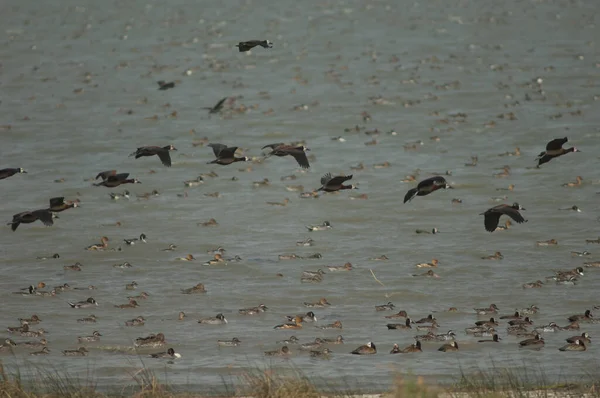 White Faced Whistling Ducks Fulvous Whistling Ducks Northern Pintails Garganey — Stock Photo, Image