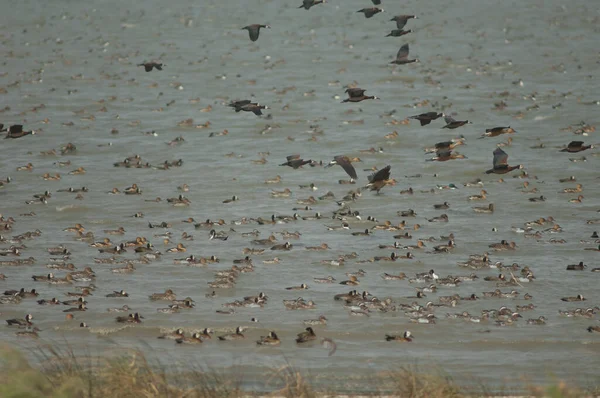 Beyaz yüzlü ördek sürüsü, dolgun ıslık çalan ördekler, kuzey ince kuyruklu ördekler ve devasa şeyler. Oiseaux du Djoudj Ulusal Parkı. Saint-Louis 'de. Senegal.