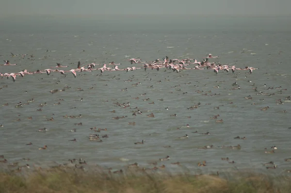Större Flamingos Phoenicopterus Roseus Flygning Oiseaux Djoudj National Park Saint — Stockfoto