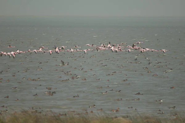 Große Flamingos Phoenicopterus Roseus Flug Oiseaux Djoudj National Park Saint — Stockfoto