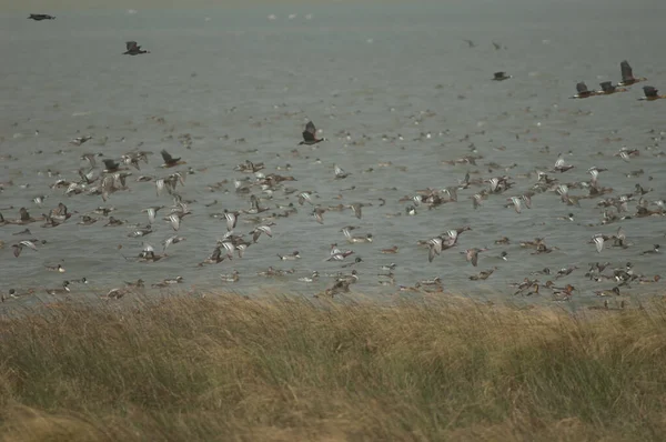 Schwärme Von Wasserspeiern Nördlichen Nadelschwänzen Pfeifenden Enten Und Pfeifenden Enten — Stockfoto