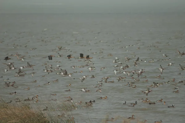 Manada Garganey Pintails Del Norte Patos Silbantes Patos Silbantes Cara — Foto de Stock