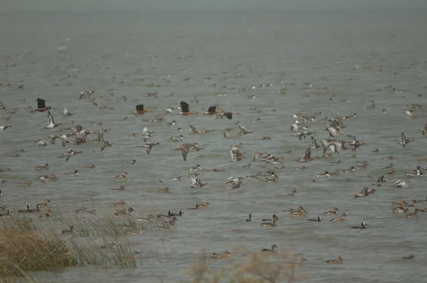 Garganey Sürüsü Kuzey Ince Kuyruklar Dolgun Islık Çalan Ördekler Beyaz — Stok fotoğraf