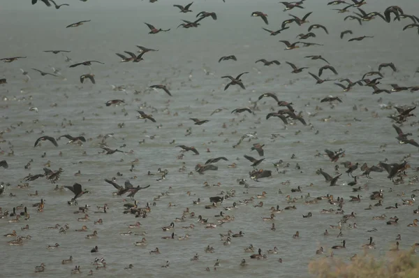 Beyaz yüzlü ördek sürüsü, dolgun ıslık çalan ördekler, devasa ve kuzey ince kuyruklu ördekler. Oiseaux du Djoudj Ulusal Parkı. Saint-Louis 'de. Senegal.