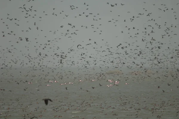 Flingos Maiores Beliscões Norte Patos Assobiadores Rosto Branco Patos Assobiadores — Fotografia de Stock