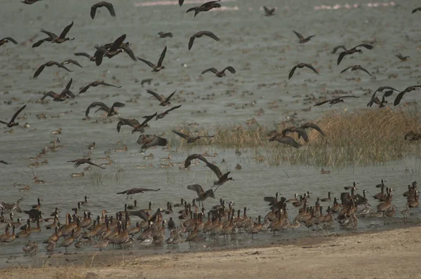 Beyaz yüzlü ıslık çalan ördekler Dendrocygna viduata. Oiseaux du Djoudj Ulusal Parkı. Saint-Louis 'de. Senegal.