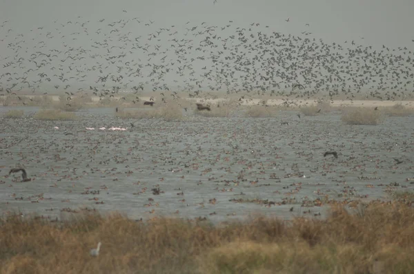 Weißgesichtige Pfeifende Enten Fulvous Pfeifende Enten Wasserspeier Nördliche Nadelschwänze Und — Stockfoto