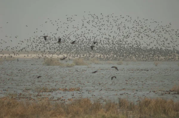 Flock White Faced Whistling Ducks Fulvous Whistling Ducks Garganey Northern — Stock Photo, Image