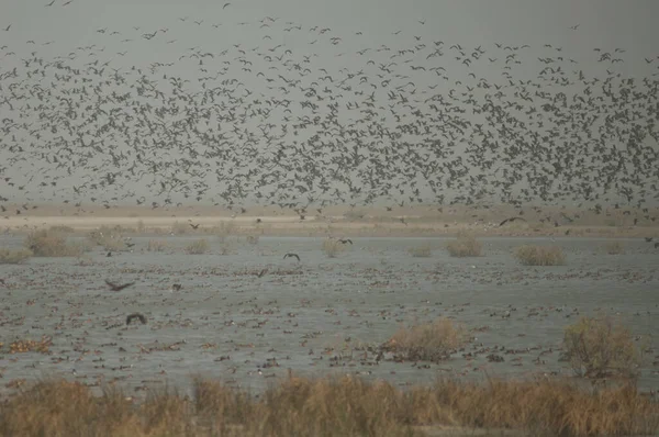 Flock White Faced Whistling Ducks Fulvous Whistling Ducks Garganey Northern — Stock Photo, Image