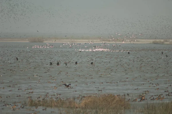 Větší Plameňáci Kachny Bílým Obličejem Kachny Plným Pískáním Garganey Severní — Stock fotografie