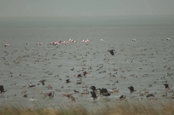 Große Flamingos Nördliche Nadelschwänze Pfeifende Enten Und Pfeifende Enten Mit — Stockfoto