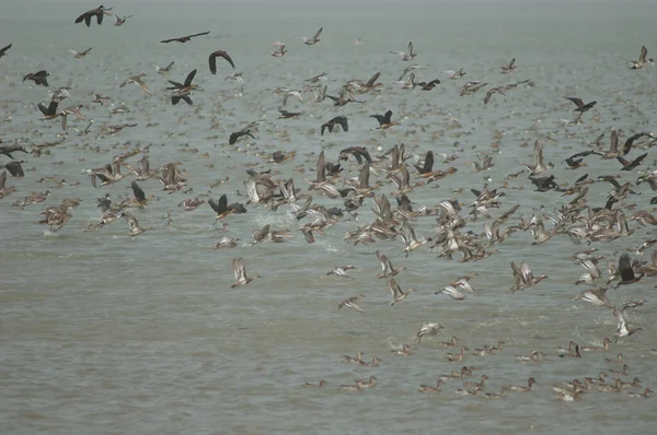 Flock of white-faced whistling ducks, fulvous whistling ducks, garganey and northern pintails taking flight. Oiseaux du Djoudj. Saint-Louis. Senegal.