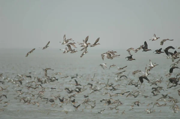 Herde Von Pfeifenden Enten Mit Weißem Gesicht Wasserspeiern Und Nördlichen — Stockfoto