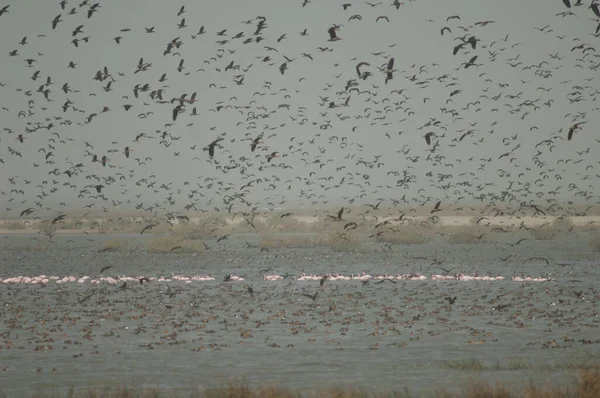 Große Flamingos Pfeifende Enten Mit Weißem Gesicht Pfeifende Enten Wasserspeier — Stockfoto