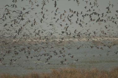 Beyaz yüzlü ördek sürüsü, dolgun ıslık çalan ördekler, devasa ve kuzey ince kuyruklu ördekler. Oiseaux du Djoudj Ulusal Parkı. Saint-Louis 'de. Senegal.