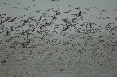Beyaz yüzlü ördek sürüsü, dolgun ıslık çalan ördekler, devasa ve kuzey ince kuyruklu ördekler. Oiseaux du Djoudj Ulusal Parkı. Saint-Louis 'de. Senegal.