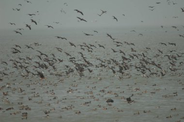 Beyaz yüzlü ördek sürüsü, dolgun ıslık çalan ördekler, devasa ve kuzey ince kuyruklu ördekler. Oiseaux du Djoudj Ulusal Parkı. Saint-Louis 'de. Senegal.