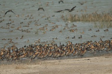 Beyaz yüzlü ıslık çalan ördekler, dolu ıslık çalan ördekler ve kocaman ördekler. Oiseaux du Djoudj Ulusal Parkı. Saint-Louis 'de. Senegal.