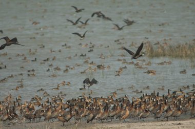 Beyaz yüzlü ıslık çalan ördekler, dolu ıslık çalan ördekler ve kocaman ördekler. Oiseaux du Djoudj Ulusal Parkı. Saint-Louis 'de. Senegal.