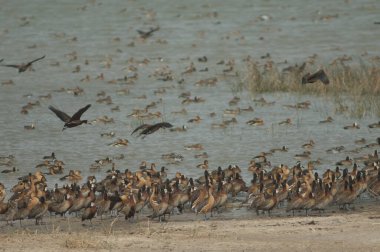 Beyaz yüzlü ıslık çalan ördekler, dolu ıslık çalan ördekler ve kocaman ördekler. Oiseaux du Djoudj Ulusal Parkı. Saint-Louis 'de. Senegal.