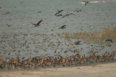 Beyaz yüzlü ıslık çalan ördek sürüsü Dendrocygna viduata ve dolu ıslık çalan ördek sürüsü Dendrocygna çift renkli. Oiseaux du Djoudj. Saint-Louis 'de. Senegal.