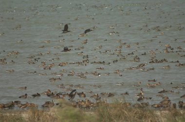 Beyaz yüzlü ördek sürüsü, dolgun ıslık çalan ördekler, devasa ve kuzey ince kuyruklu ördekler. Oiseaux du Djoudj Ulusal Parkı. Saint-Louis 'de. Senegal.