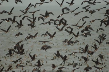 Beyaz yüzlü ıslık çalan ördek sürüsü ve uçmaya başlayan dolgun ıslık çalan ördek sürüsü. Oiseaux du Djoud Ulusal Parkı. Saint-Louis 'de. Senegal.