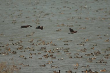 Beyaz yüzlü ördek sürüsü, dolgun ıslık çalan ördekler, devasa ve kuzey ince kuyruklu ördekler. Oiseaux du Djoudj Ulusal Parkı. Saint-Louis 'de. Senegal.