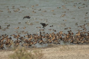 Beyaz yüzlü ördek sürüsü, dolgun ıslık çalan ördekler, devasa ve kuzey ince kuyruklu ördekler. Oiseaux du Djoudj Ulusal Parkı. Saint-Louis 'de. Senegal.