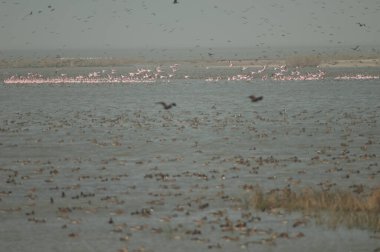 Daha büyük flamingolar Phoenicopterus gülü ve göldeki ördekler. Oiseaux du Djoudj Ulusal Parkı. Saint-Louis 'de. Senegal.