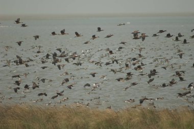 Beyaz yüzlü ördek sürüsü, dolgun ıslık çalan ördekler, devasa ve kuzey ince kuyruklu ördekler. Oiseaux du Djoudj Ulusal Parkı. Saint-Louis 'de. Senegal.
