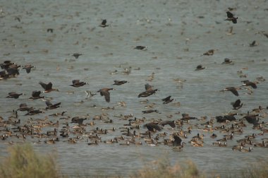 Beyaz yüzlü ördek sürüsü, dolgun ıslık çalan ördekler ve kocaman ördekler. Oiseaux du Djoudj Ulusal Parkı. Saint-Louis 'de. Senegal.