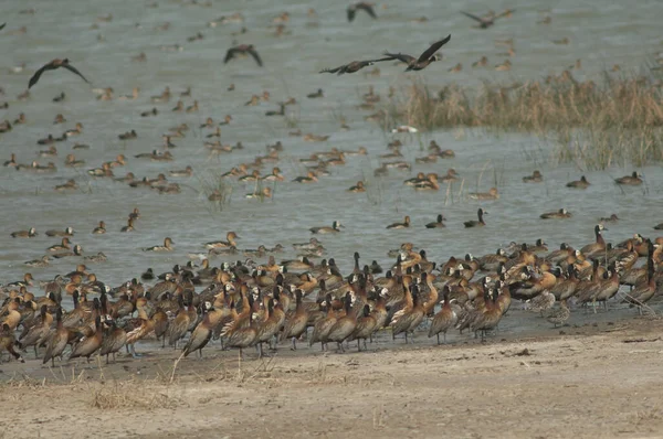 Beyaz yüzlü ıslık çalan ördekler, dolu ıslık çalan ördekler ve kocaman ördekler. Oiseaux du Djoudj Ulusal Parkı. Saint-Louis 'de. Senegal.