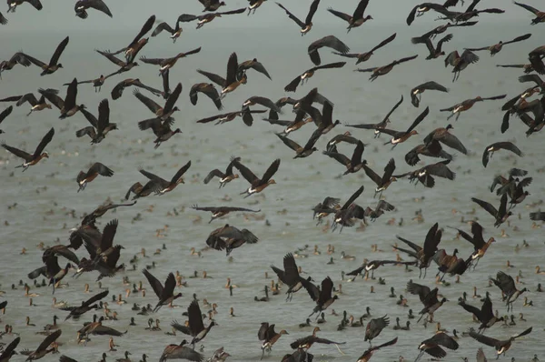 Flock White Faced Whistling Ducks Fulvous Whistling Ducks Taking Flight — Stock Photo, Image