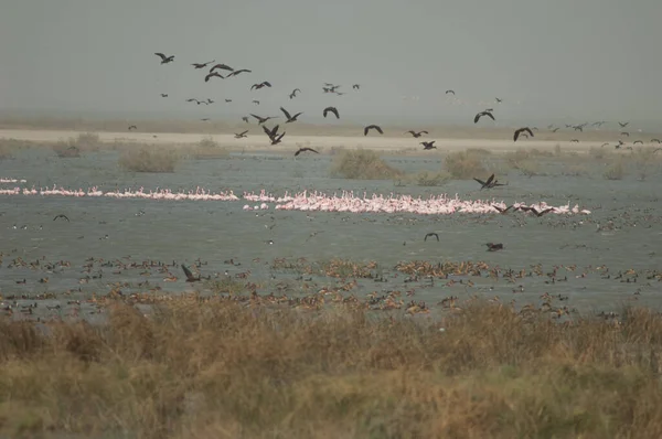 Große Flamingos Phoenicopterus Roseus Und Enten Oiseaux Djoudj National Park — Stockfoto