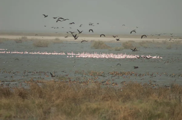 Větší Plameňáci Phoenicopterus Růže Kachny Národní Park Oiseaux Djoudj Saint — Stock fotografie